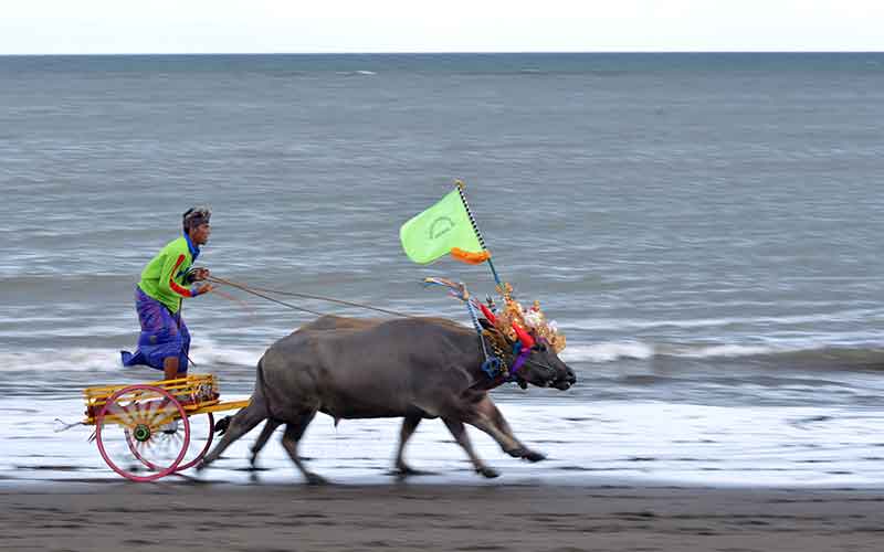  Tradisi Balap Kerbau Makepung Kembali Digelar di Bali