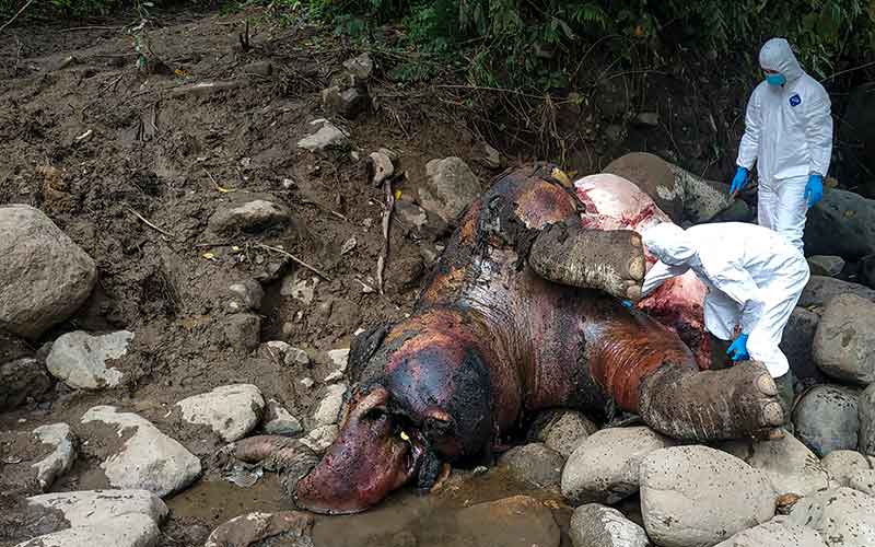  Gajah Sumatra Berusia 12 Tahun Ditemukan Mati di Kawasan Hutan Produksi Pucuk Krueng Pase Aceh