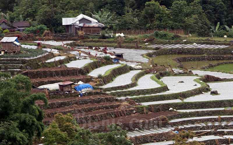  Alih Fungsi Lahan Dari Sawah ke Nonsawah Mencapai 150.000 Hektare Per Tahun