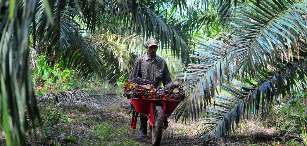 Pekerja mengangkut tandan buah segar (TBS) kelapa sawit./Antara - Wahdi Septiawan.