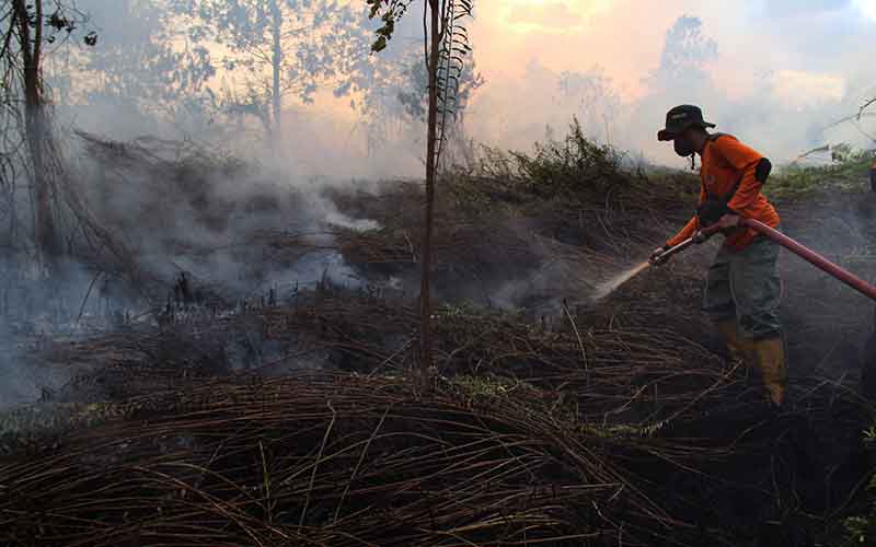  Kebakaran Hutan dan Lahan Gambut Terjadi di Kalimantan Barat