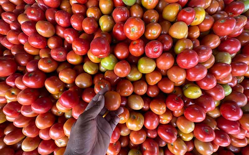  Stok Melimpah, Harga Tomat di Sulawesi Anjlok
