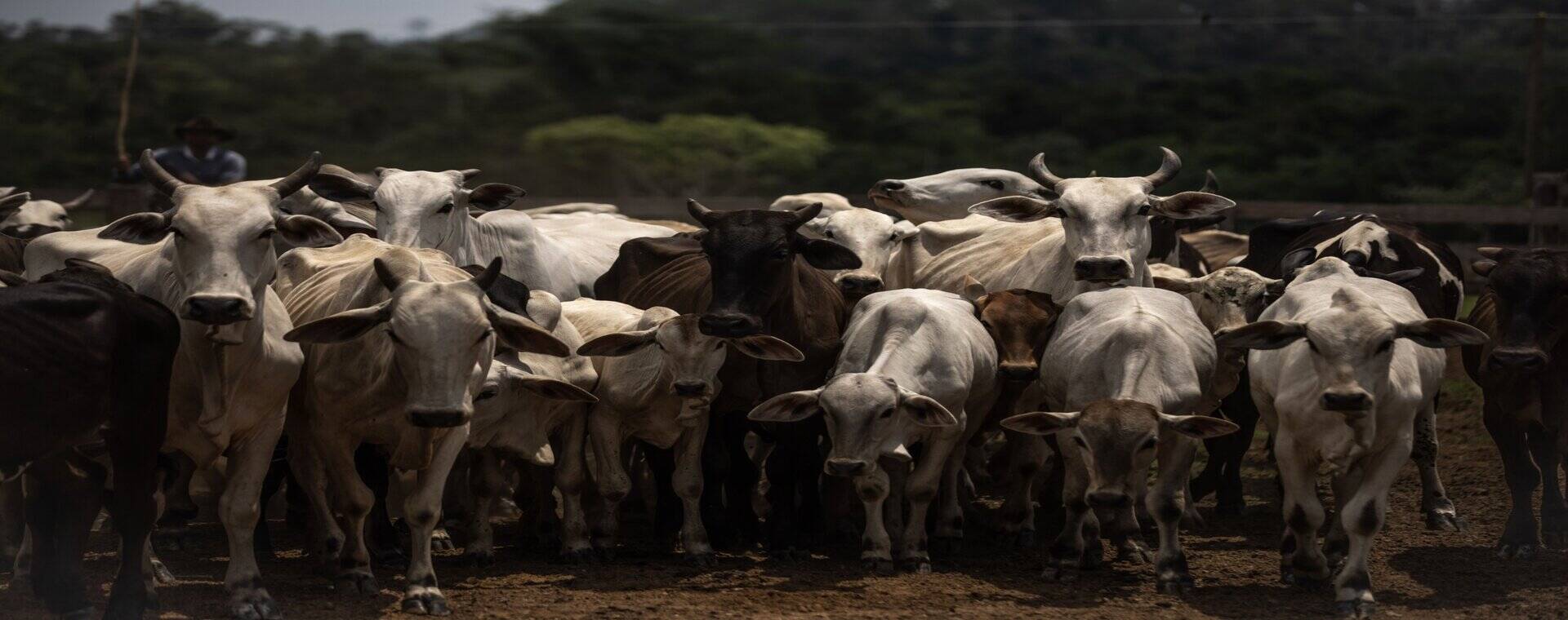  Mogok Pedagang Daging Usai, Impor dari Amerika Selatan Siap Dikejar