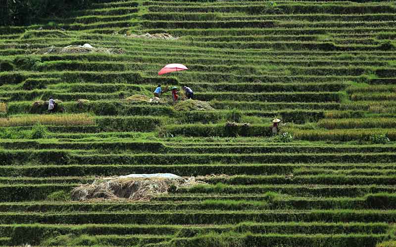  Kementan Targetkan Produksi Padi Pada 2022 Mencapai 55,20 Juta Ton