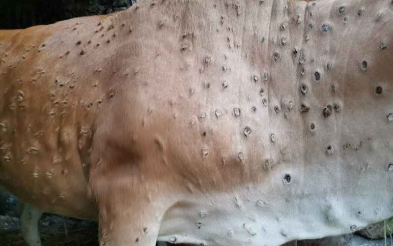 Apa Itu Lumpy Skin? Penyakit Menular yang Menyerang Hewan