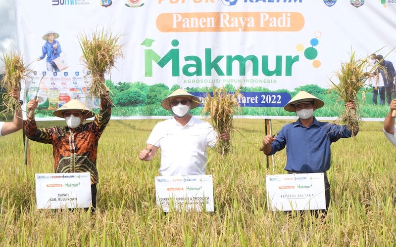  Program Makmur PKT Tingkatkan Produktivitas Padi Bulungan Hingga 150 Persen