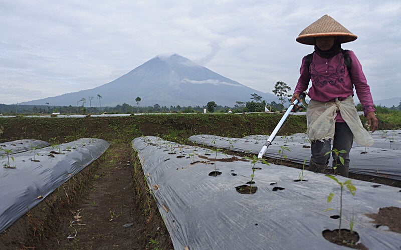  Aktivitas Semeru Pekan Kedua Maret, Letusan Masih Terjadi