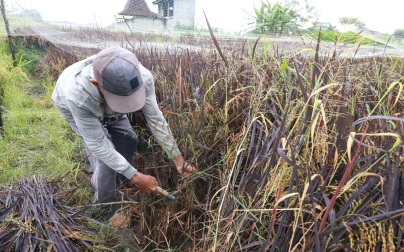  Petani Tertarik Tanam Beras Rendah Glukosa