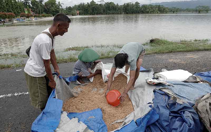  Ratusan Hektare Padi di Banyumas Gagal Panen Akibat Terendam Banjir