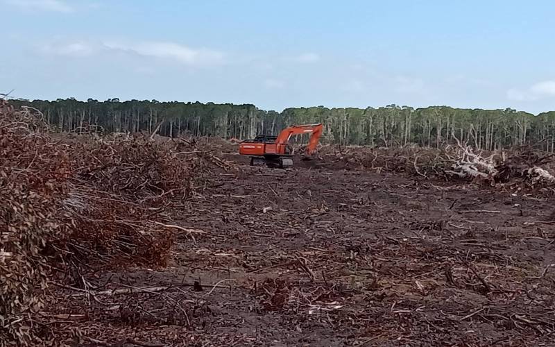 Kendaraan berat PT PNMP (Moorim Paper), perusahaan kertas asal Korea sedang membabat hutan hijau di Papua/ Dok. EPN-Yayasan Pusaka