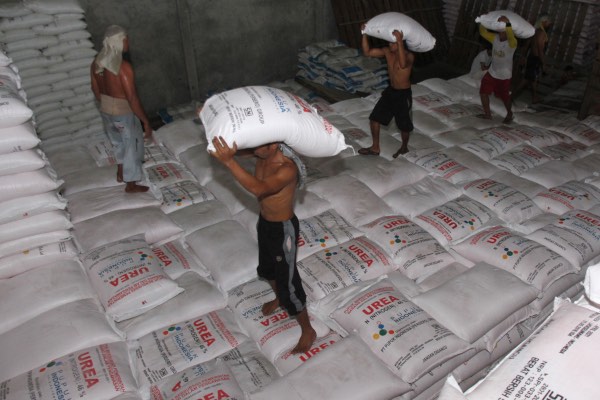 Alokasi Pupuk Subsidi di Sampang Turun 5.542 Ton