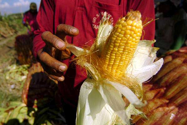  PLN Pakai Bonggol Jagung untuk Cofiring Bahan Bakar PLTU Jeneponto