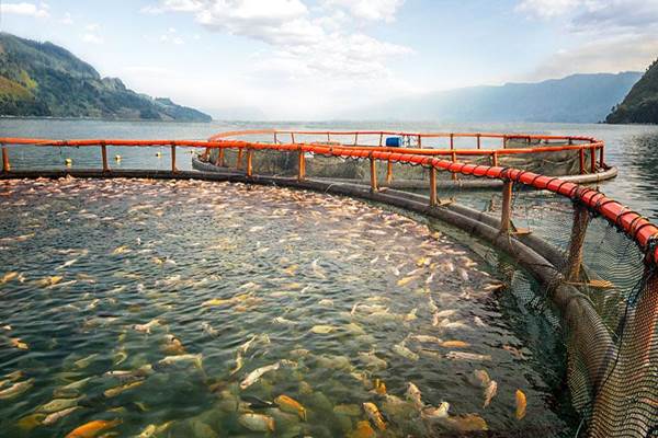  KKP Tabur 95.000 Bibit Ikan Baung dan Semah di Kampar