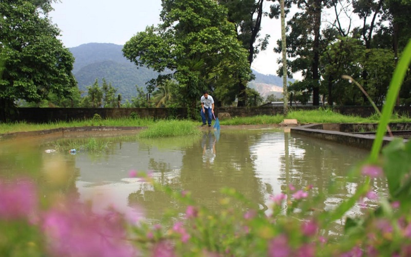  PT Semen Padang Tebar 4.000 Ekor Ikan Endemik di Danau Singkarak