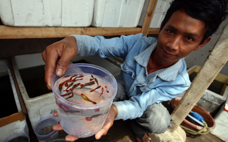  Jelajah Petani Milenial Juara: Duo Milenial Yana dan Budi Sukses Budi Daya Ikan Hias