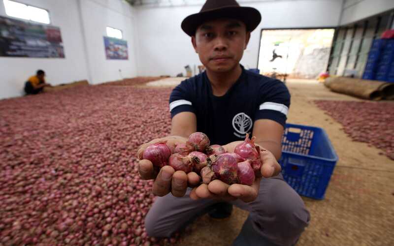  Potret Sukses Petani Milenial Bawang Merah