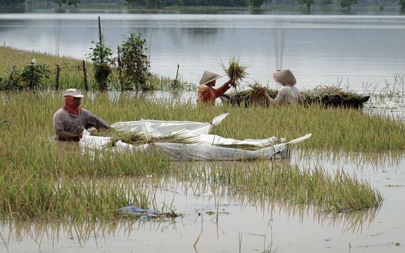 Banjir Banyumas, Petani Diminta Ikut Asuransi Antisipasi Bencana Berulang