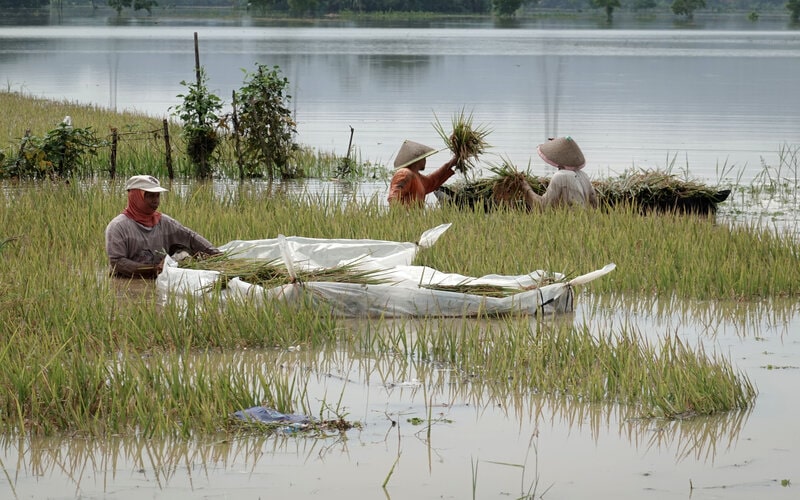  Banjir Banyumas, Petani Diminta Ikut Asuransi Antisipasi Bencana Berulang