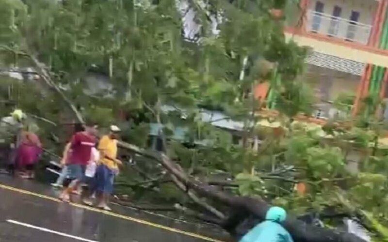 Dua Pengendara Tertimpa Pohon Tumbang saat Hujan Deras di Ambon