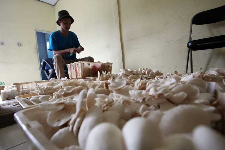  Dorong Penghasilan Petani Jamur Kayu Di Atas UMR