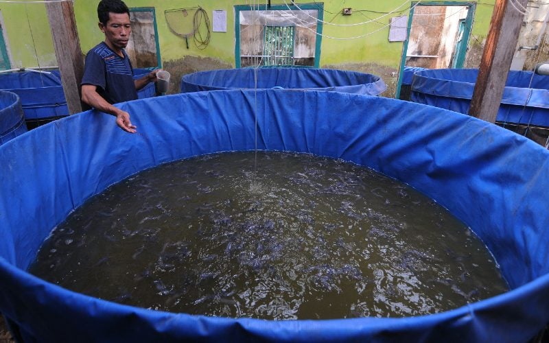 Suratman peternak ikan lele memberikan pakan ikan yang ia budidayakan di Bletengan, Copokosawit, Sawit, Boyolali, Jawa Tengah, Selasa (22/9/2020). /ANTARA