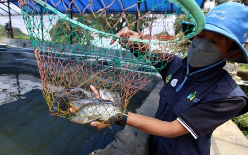  Jelajah Petani Milenial Juara: Budi Daya Ikan Nila Hitam Itu Cuan Tapi Tidak Mudah