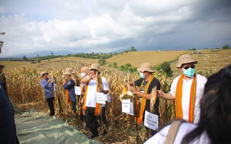  Dorong Swasembada Pangan, Bank Mandiri Kembangkan Petani Jagung Kabupaten Dompu