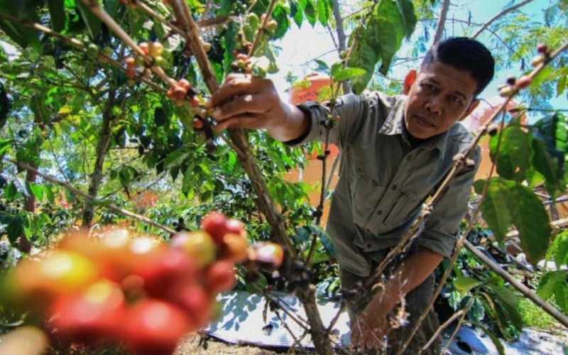  Dekopi Dorong Petani di Sumbar Terapkan Perkebunan Kopi Organik