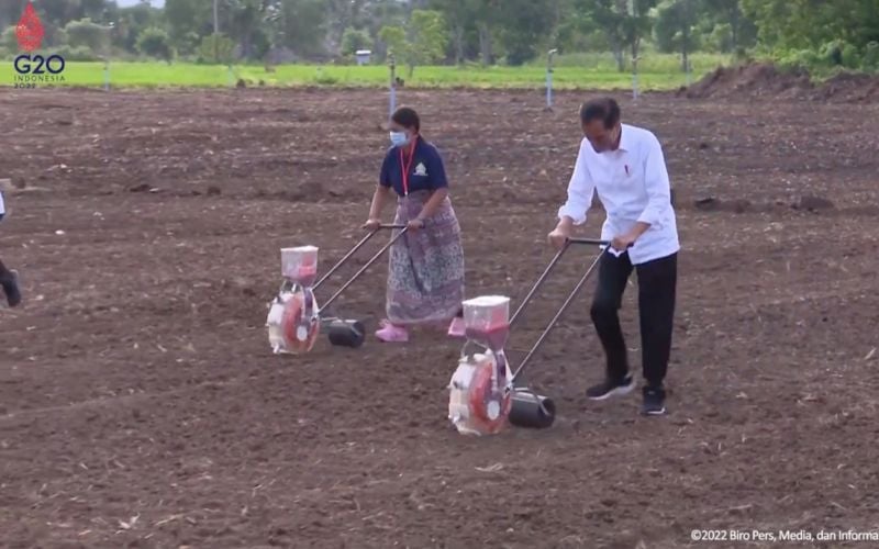 Tinjau Food Estate di Belu NTT, Jokowi: akan Diperluas Sampai 500 Hektare
