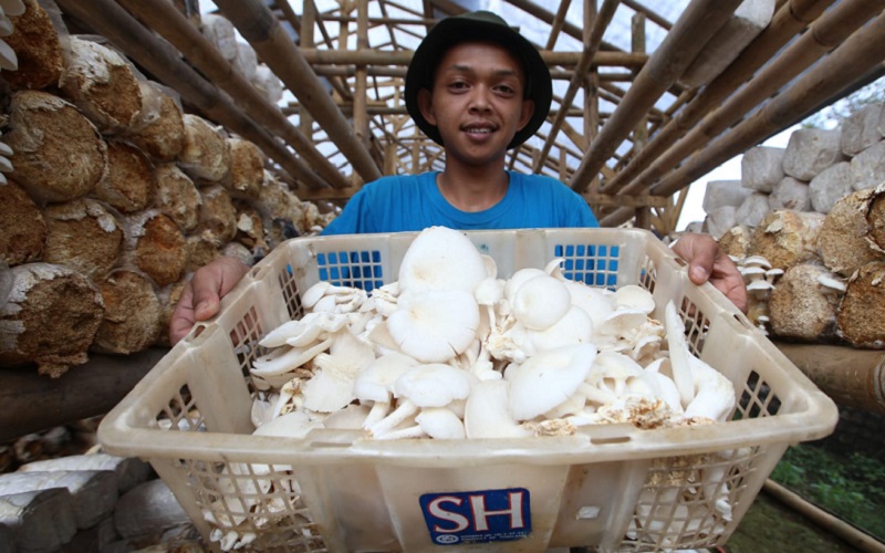  Jelajah Petani Milenial Juara: Kembangkan Jamur Kayu, Dishut Jabar Gandeng 3 Pihak