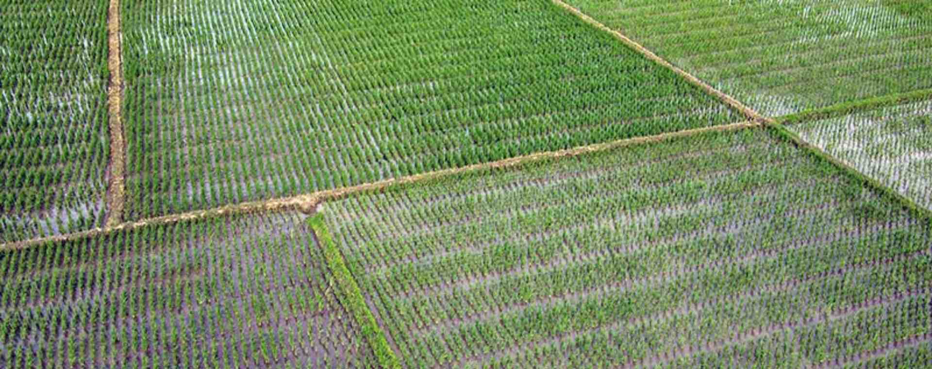 Petani beraktivitas di lahan persawahan di kawasan Teluk Naga, Kabupaten Tangerang, Banten, Senin (17/1/2022). Bisnis/Fanny Kusumawardhani