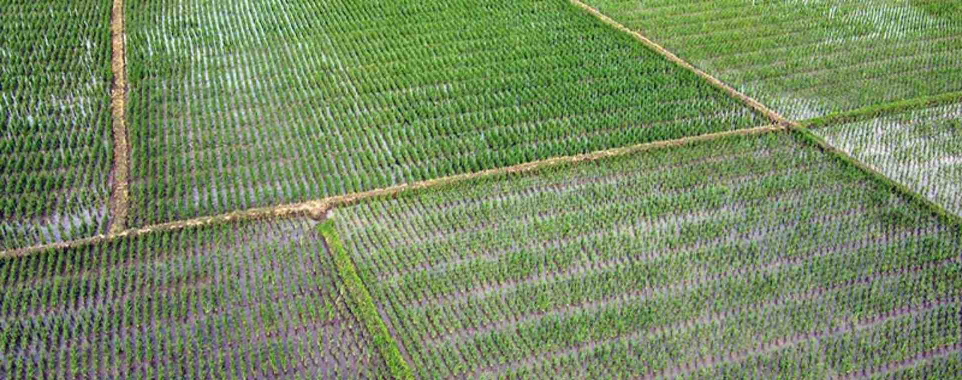  Tantangan Indonesia Memenuhi Kebutuhan Beras Nasional