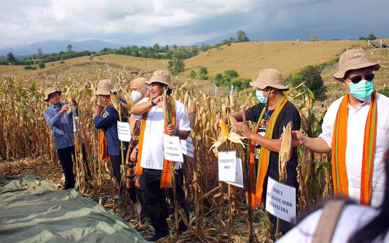  Dorong Swasembada Pangan, Bank Mandiri Kembangkan Petani Jagung Kabupaten