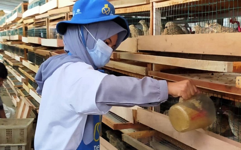 Petani milenial komoditas burung puyuh.