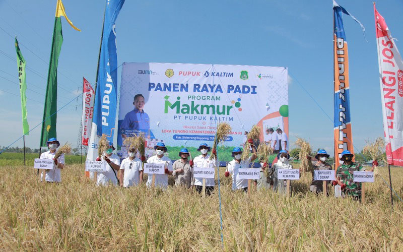  Program Makmur PKT Tingkatkan Hasil Padi Sidrap hingga 8,5 Ton per Hektare