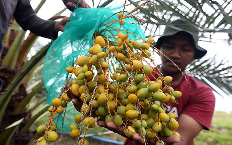  Buah Kurma Muda di Aceh Dijual Rp450 Ribu Per Kilogram