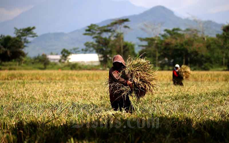  Pemerintah Kota Bandung Berkomitmen Untuk Terus Mengoptimalkan Produksi Pertanian