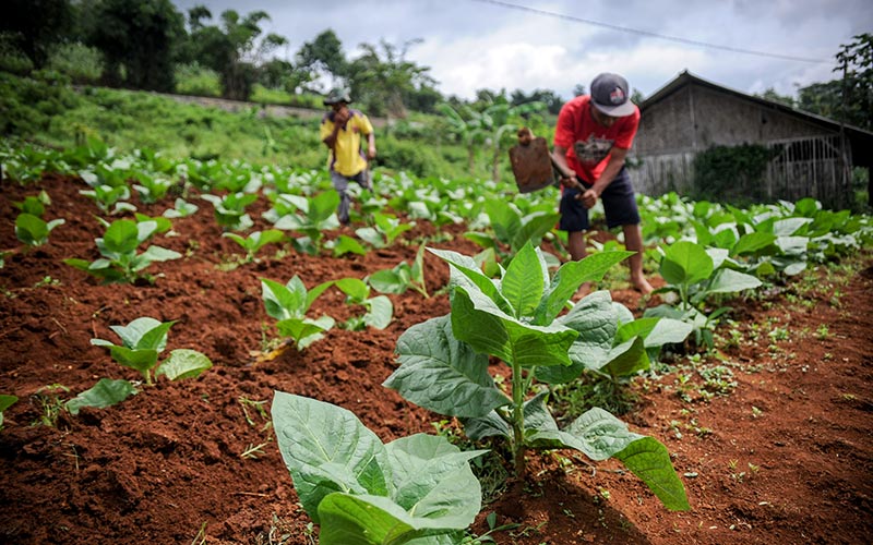 Buruh tani merawat tanaman tembakau di Sekejengkol, Kabupaten Bandung, Jawa Barat, Rabu (12/1/2022). ANTARA FOTO/Raisan Al Farisi