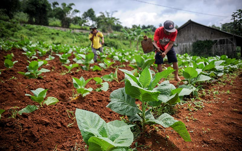  BPS: Upah Nominal Buruh Tani Naik 0,30 Persen