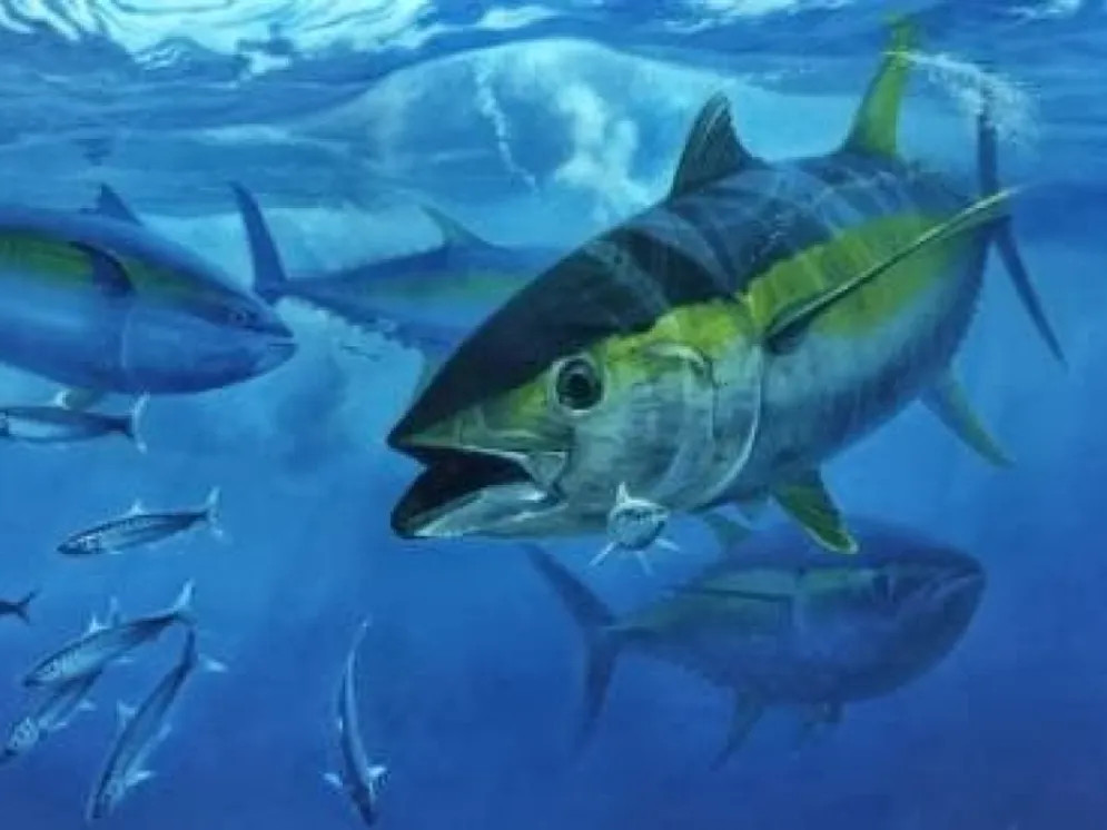  Siasat Tuna Indonesia Rajai Pasar Dunia