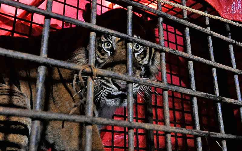  Harimau Sumatra Yang Masuk Permukiman Warga Berhasil Ditangkap BKSD Jambi