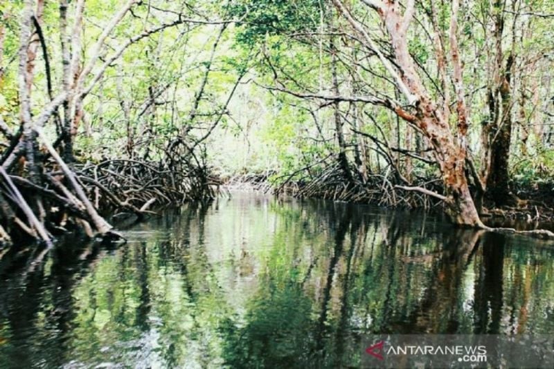  Kontribusi Mangrove Topang Ekonomi Biru