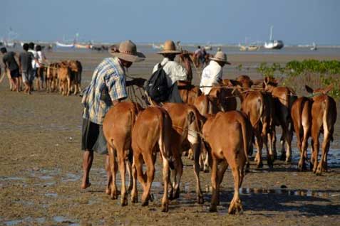  NTB Siapkan 16.500 Ekor Sapi Potong untuk Dikirim ke Luar Daerah