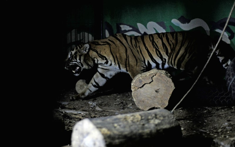  Populasi Harimau Sumatera di Jambi Lebih dari 183 Ekor