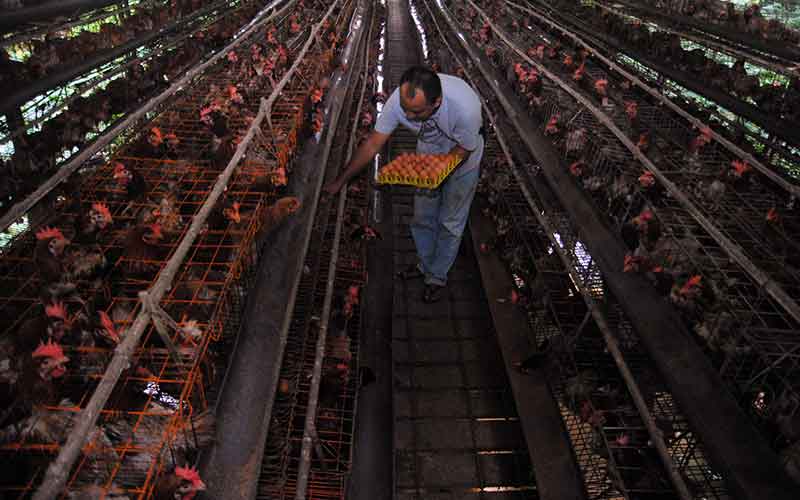  Pertenakan Ayam Petelur Organik di Bogor Jawa Barat