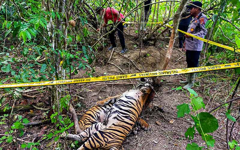  Tiga Ekor Harimau Sumatra Ditemukan Terkena Mati di Aceh Terkena Jerat Babi