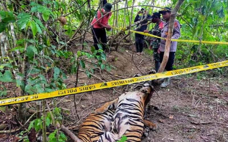  Dua Harimau Sumatra Ditemukan Mati di Aceh Timur