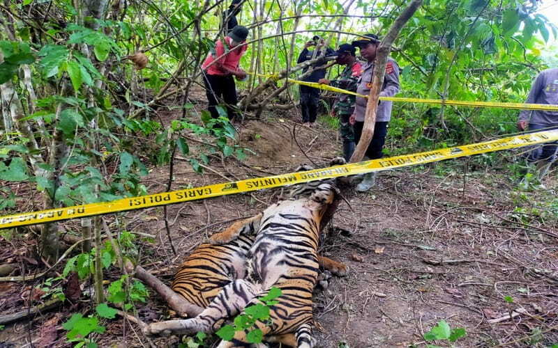 Harimau Sumatra (Panthera tigris sumatrae) ditemukan tewas akibat jerat di lahan Hak Guna Usaha (HGU) Perkebunan Kelapa Sawit milik PT Aloer Timur di Kecamatan Peunaron, Kabupaten Aceh Timur, Aceh, Minggu (24/4/2022)./Istimewa.