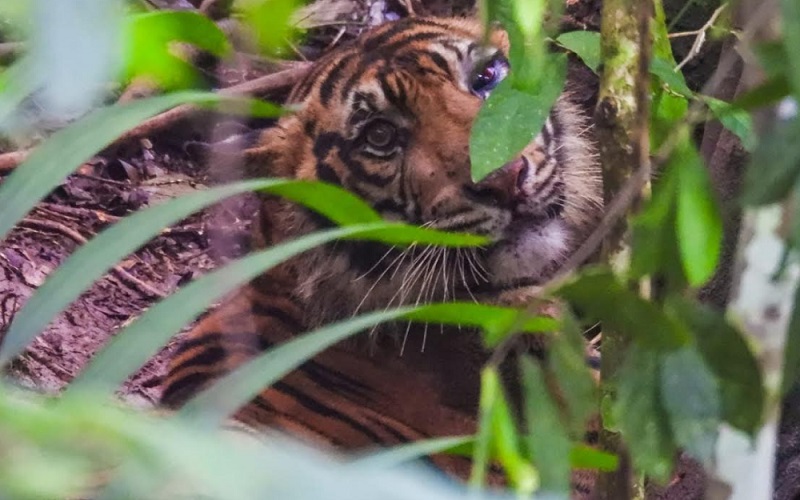 Seekor harimau Sumatra (Panthera tigris sumatrae) saat hendak dievakuasi dari jerat yang dipasang seorang warga di Dusun Aek Pardomuan, Desa Batu Godang, Kecamatan Angkola Sangkunur, Kabupaten Tapanuli Selatan, Sumatra Utara, Minggu (24/4/2022). /Istimewa