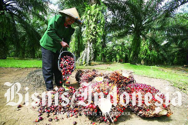  Saatnya Petani Ikut Kendalikan Rantai Pasok Minyak Sawit